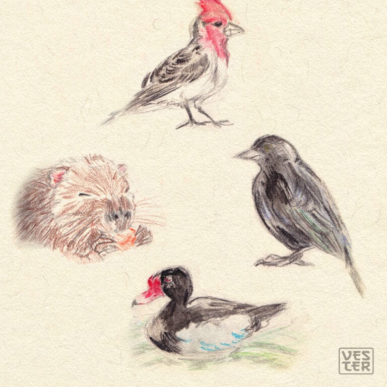 Ilustración de animales autóctonos de Capital Federal en Buenos Aires, avistados en el Lago Regatas.